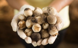 C&aacute;ch bảo quản nấm tươi l&acirc;u 