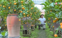 L&agrave;ng quất Ph&uacute; Lễ v&agrave;o tết