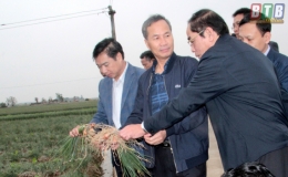 Khảo s&aacute;t t&igrave;nh h&igrave;nh sản xuất c&acirc;y rau m&agrave;u tại x&atilde; Thụy An