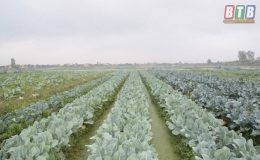 N&ocirc;ng d&acirc;n An Ch&acirc;u: Thu nhập cao từ trồng rau vụ đ&ocirc;ng