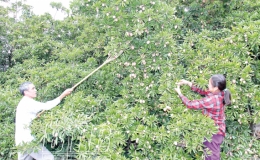 Đổi đời nhờ trồng hồng xi&ecirc;m