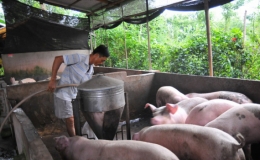 Gi&aacute; lợn hơi đồng loạt giảm ở nhiều tỉnh, th&agrave;nh