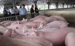 Gi&aacute; lợn hơi giảm mạnh tại nhiều địa phương