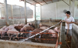 Gi&aacute; lợn hơi li&ecirc;n tục tăng gi&aacute;