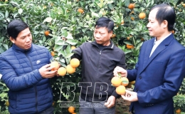 L&agrave;m gi&agrave;u từ trồng cam