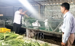 Nu&ocirc;i thỏ thương phẩm an to&agrave;n sinh học