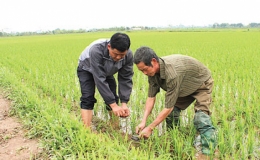 Tăng cường c&ocirc;ng t&aacute;c ph&ograve;ng, chống chuột bảo vệ sản xuất v&agrave; đời sống của nh&acirc;n d&acirc;n