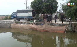 Tất bật thu hoạch c&aacute; ch&eacute;p đỏ phục vụ tết &ocirc;ng C&ocirc;ng, &ocirc;ng T&aacute;o