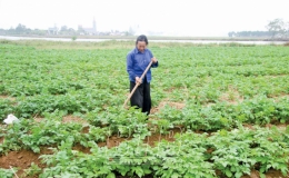 V&acirc;n Trường: Duy tr&igrave; ổn định diện t&iacute;ch khoai t&acirc;y vụ đ&ocirc;ng