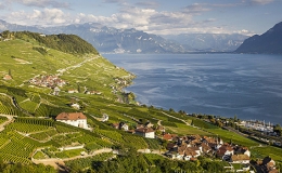 Vườn nho bậc thang rộng 800 ha tại Thụy Sĩ