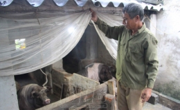 Tiền Hải: Chủ động ph&ograve;ng, chống r&eacute;t cho gia s&uacute;c, gia cầm