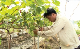 Triển vọng c&acirc;y nho hạ đen