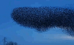 Vũ điệu tuyệt đẹp của đ&agrave;n chim s&aacute;o đ&aacute; tr&ecirc;n bầu trời