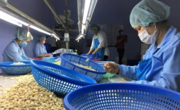 Xuất khẩu hạt điều sang EU tăng mạnh trong năm 2021