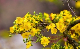 Khai mạc Lễ hội Mai v&agrave;ng An Nhơn, B&igrave;nh Định