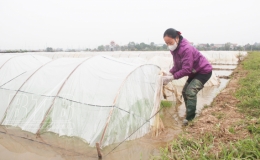 M&ugrave;a xu&acirc;n tr&ecirc;n c&aacute;nh đồng