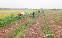 Thu hoạch khoai t&acirc;y ở Vũ Lễ