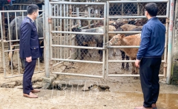 Th&uacute;c đẩy ph&aacute;t triển chăn nu&ocirc;i