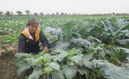 Xu&acirc;n tr&ecirc;n những c&aacute;nh đồng v&agrave;ng