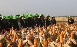  C&ocirc;ng nhận lưu h&agrave;nh giống ng&ocirc; TBM189