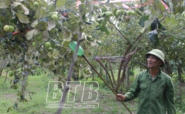 Đất chua cho t&aacute;o ngọt