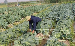 Đ&ocirc;ng Hưng: Gi&aacute; rau thấp, người trồng giảm thu