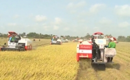 Giữ ổn định 3,56 triệu ha đất l&uacute;a