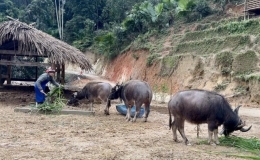 H&agrave;ng trăm gia s&uacute;c chết r&eacute;t