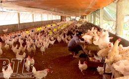 Kiến Xương: Duy tr&igrave; ổn định đ&agrave;n gia s&uacute;c, gia cầm