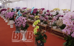 Lan Hồ Điệp &ldquo;xuống phố&rdquo; phục vụ người d&acirc;n chơi tết 