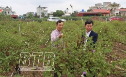 L&agrave;ng hoa Hồng Việt: Rộn r&agrave;ng sắc xu&acirc;n