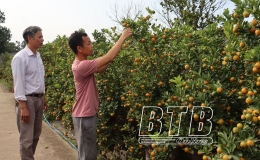 Nh&agrave; vườn trồng quất ở x&atilde; Thăng Long: Sẵn s&agrave;ng phục vụ tết