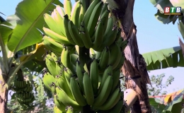 N&ocirc;ng d&acirc;n Vũ Đo&agrave;i: Trồng chuối ti&ecirc;u hồng phục vụ thị trường tết Nguy&ecirc;n đ&aacute;n