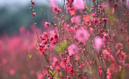 Tết Gi&aacute;p Th&igrave;n 2024: Bắc Bộ trời r&eacute;t nhưng kh&ocirc;ng r&eacute;t đậm như hiện nay