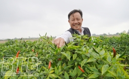 Th&aacute;i Thụy: Ớt được m&ugrave;a, được gi&aacute;, người trồng phấn khởi