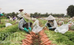 Tr&ecirc;n 70% diện t&iacute;ch c&acirc;y vụ đ&ocirc;ng được thu hoạch