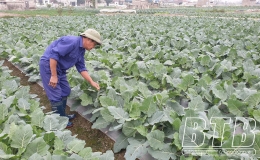 Bảo đảm nguồn rau phục vụ tết