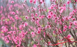 Dự b&aacute;o thời tiết tết Nguy&ecirc;n Đ&aacute;n Ất Tỵ 2025 khu vực tỉnh Th&aacute;i B&igrave;nh