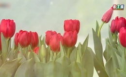 "Hoa t&acirc;y b&ecirc;n trời ta"