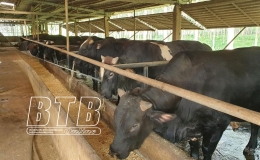 Hưng H&agrave;: Ph&aacute;t triển chăn nu&ocirc;i tr&acirc;u, b&ograve;