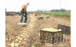 Khoai t&acirc;y được m&ugrave;a, được gi&aacute;