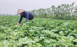 Kiến Xương: Gần 1.300ha li&ecirc;n kết sản xuất ti&ecirc;u thụ sản phẩm