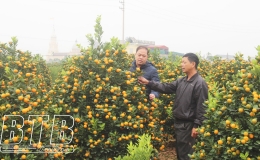 L&agrave;ng quất cảnh Đ&ocirc;ng H&ograve;a v&agrave;o vụ tết