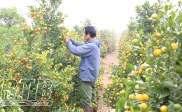 L&agrave;ng quất Ph&uacute; Lễ v&agrave;o vụ tết