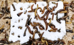 S&acirc;u ăn xốp c&oacute; thể gi&uacute;p xử l&yacute; r&aacute;c thải nhựa