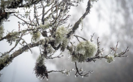 Tuần tới miền Bắc đ&oacute;n kh&ocirc;ng kh&iacute; lạnh tăng cường, trời r&eacute;t k&eacute;o d&agrave;i