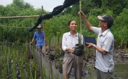 Ứng dụng c&ocirc;ng nghệ DNA bảo tồn gene c&acirc;y dừa nước