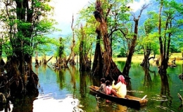 Rừng c&acirc;y ở H&agrave; Giang v&agrave;o top 6 khu rừng 'bồng bềnh' đẹp nhất