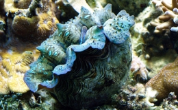 Cận cảnh những "đ&ocirc;i m&ocirc;i" khổng lồ xanh biếc dưới Biển Đ&ocirc;ng 