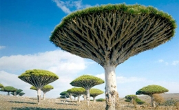 C&acirc;y m&aacute;u rồng - lo&agrave;i c&acirc;y kỳ b&iacute; nhất h&agrave;nh tinh 